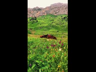 ingushetia in spring