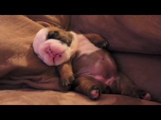 positive of the day: the sweet dream of an english bulldog puppy