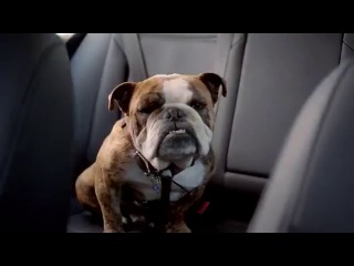 funny advertisement for volkswagen jetta car with a bad dog