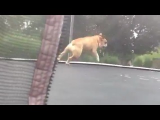 bulldog and trampoline
